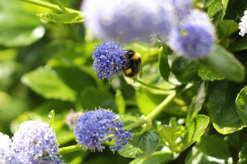Bumblebee on a flower