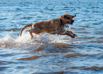 Red dog running  and playing in the water