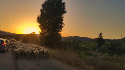 Fototapeta na wymiar flock of sheeps at sunset