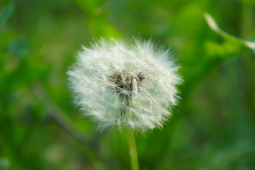 Dandelion with green bokeh backround