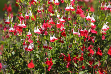 Obraz na płótnie Canvas Red and white flowers of Salvia hot lips, Salvia microphylla, growing in the spring sunshine