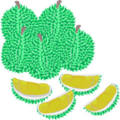 Durian, Thai fruits, vector illustration , Half cutting