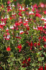 Red and white flowers of Salvia hot lips, Salvia microphylla, growing in the spring sunshine