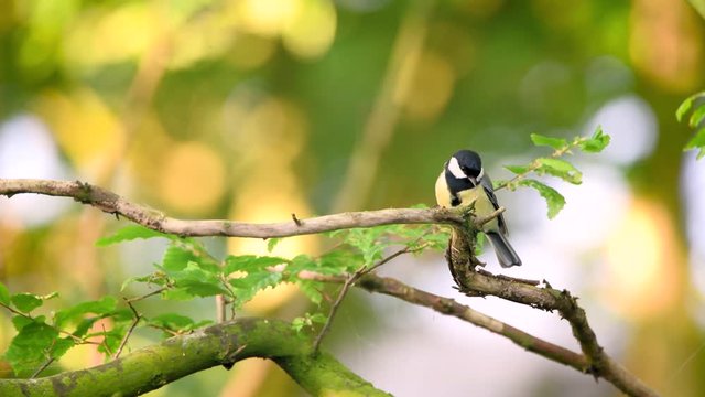 Closeup of great tit taking flight from tree branch. Birds twittering