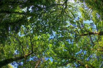 An ancient woodland tree canopy in the UK through a fish-eye lens in the spring sunshine with fresh green leaves against a blue sky
