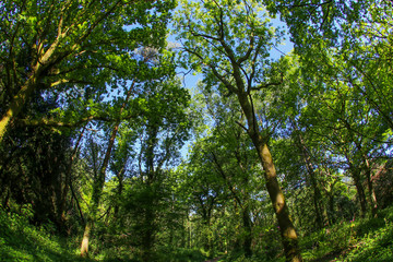 Obraz premium An ancient woodland in the UK through a fish-eye lens in the spring sunshine with fresh green leaves against a blue sky