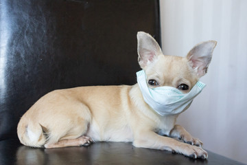 Sick mini chihuahua dog wearing medical mask, stop coronavirus COVID-19, illness
