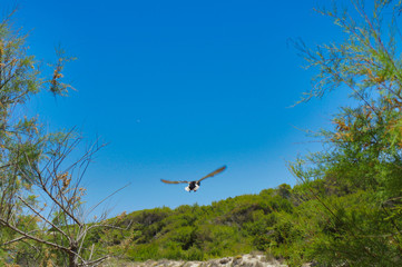 Flying duck in the sky
