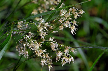 Weißliche Hainsimse, Weiße Hainsimse (Luzula luzuloides) / white wood-rush