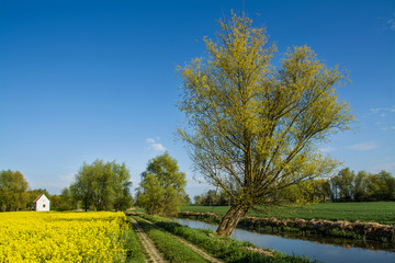 Rapeseed field, tree and river. Beautiful rural landscape in Poland