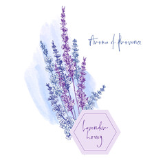 Cute card with of hand drawn sketch of Lavender flower and small bow isolated on white background. France retro pattern for romantic design concept. Text Aroma of Provence Vintage illustration. © zzayko