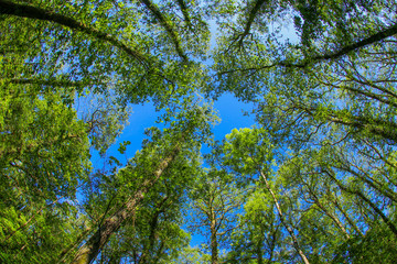 An ancient woodland tree canopy in the UK through a fish-eye lens in the spring sunshine with fresh green leaves against a blue sky