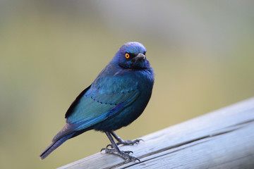 Red-shouldered glossy star, Botswana Okavango Delta,Rotschulteriger Hochglanzstern, Botswana Okavango Delta