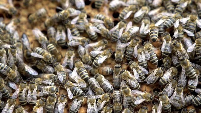 Bienenk&ouml;nigin sucht auf einer gedeckelten Brutwabe mit Arbeiterinnen- und Drohnenzellen nach erneut belegbaren, freien Zellen.