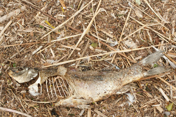 Big dead fish on a shore of a lake, river or sea, good for ecology problems concept on a water

