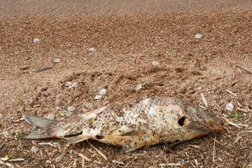 Big dead fish on a shore of a lake, river or sea, good for ecology problems concept on a water
