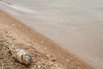 Big dead fish on a shore of a lake, river or sea, good for ecology problems concept on a water

