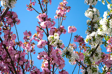 Mixed sakura plant, pink and white colours, blue sky behind. Natural background.