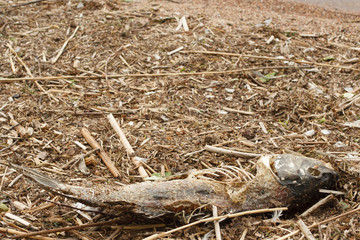 Big dead fish on a shore of a lake, river or sea, good for ecology problems concept on a water
