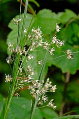 White wood-rush (Luzula luzuloides) - Weißliche Hainsimse, Weiße Hainsimse 