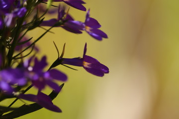 fioletowe  kwiaty  na  szarym  tle © Mirosaw