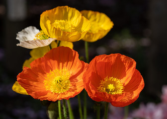 Fototapeta premium ポピー