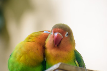 Naklejka premium ボタンインコ