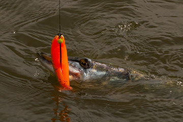 European or northern (Esox lucius),  pike caught on spinning. Soft bait fishing