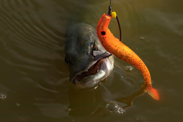 European or northern (Esox lucius),  pike caught on spinning. Soft bait fishing