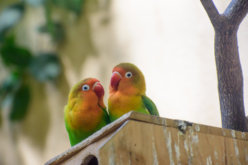 ボタンインコ