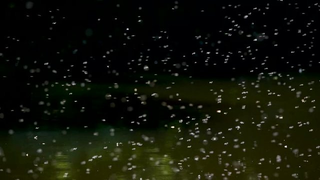 Gnats swarming over a canal water with birdsong nature ambience sounds