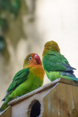 ボタンインコ