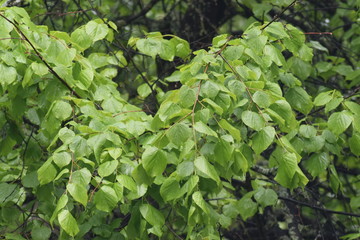 green leaves of a tree