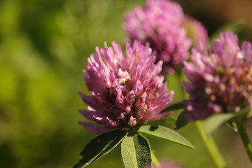 fioletowy  kwiat  na  łące  w  słoneczny   dzień
