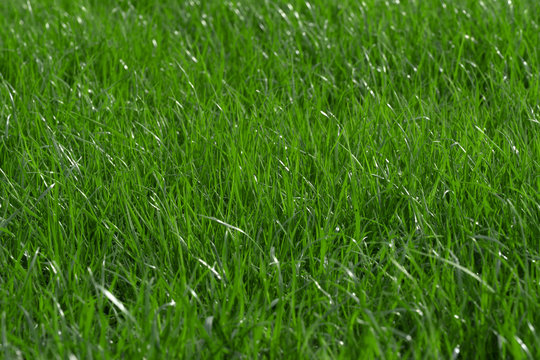 fresh green meadow fullscreen image, selective focus