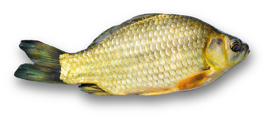 fish isolated on white