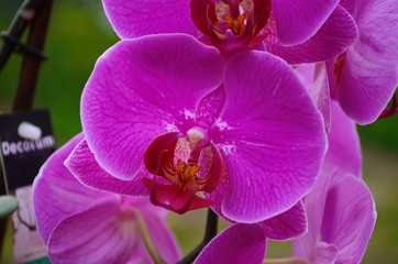 Obraz premium flowers pink Orchid on a branch
