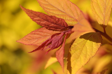 wspaniałe  czerwone  liści  krzewu  w  słońcu