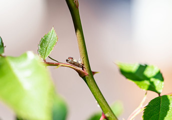 Zikadenmetamorphose (Zoologie)