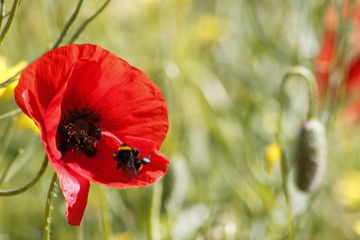 Redd poppy flower in a field