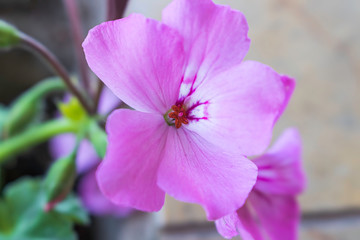pink flower