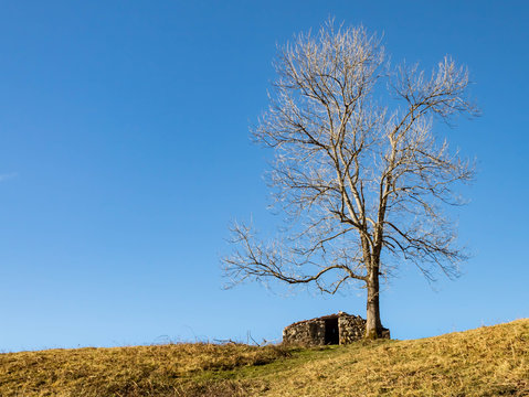 Vieja caba&ntilde;a de pastores con un solitario &aacute;rbol que le daba sombra en los calurosos d&iacute;as de verano.
