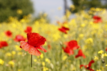 Redd poppy flower in a field