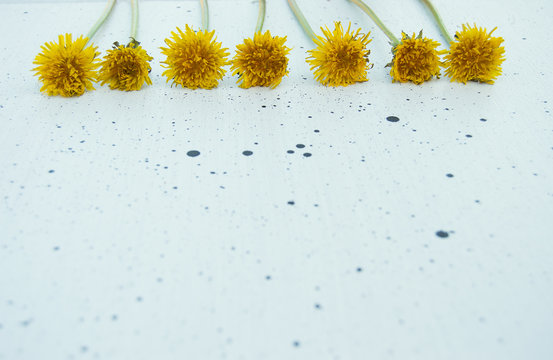 A female desktop layout with an empty place and yellow dandelions on a white  background with black drops of different sizes. Empty space. Stylized stock photo, web banner. Flat lay, top view.