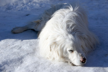 Homeless dog sleeps in the snow on a sunny day