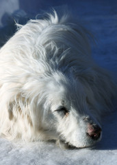 Homeless dog sleeps in the snow on a sunny day