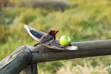 Collared Beard Bird, Botswana Okavango,Halsbandvogel, Botswana Okavango
