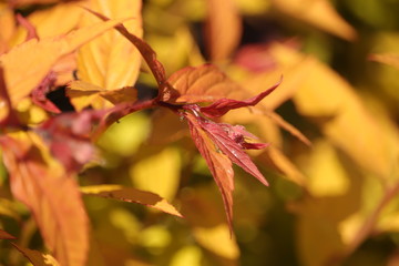 czerwone  liście  krzewu  w  słoneczny  poranek