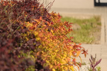 wspaniały  kolorowy  krzew  w  blasku  słonecznym