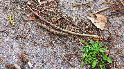 closeup on a ground dirt and leaf with detailed texture in daylight, for environmental or go green and mother nature concepts